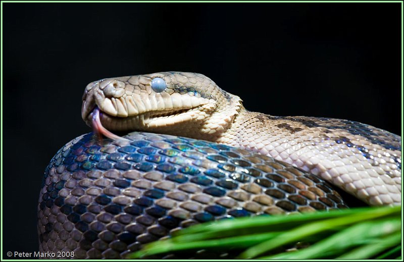 WV8X8317.jpg - Autralian snakes, Sydney, Australia.